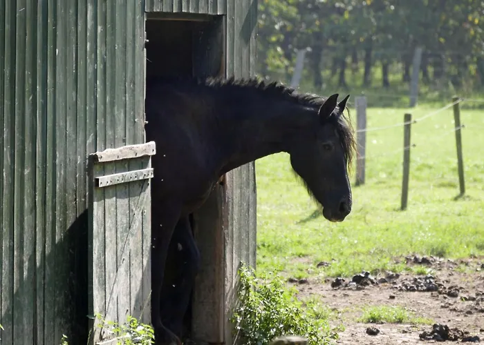 Apartman Meschermolen 14 *